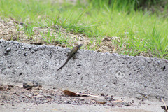 Sceloporus torquatus