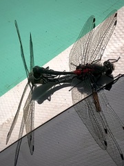 Leucorrhinia glacialis