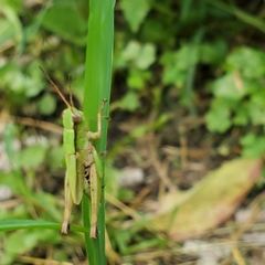 Dichromorpha viridis
