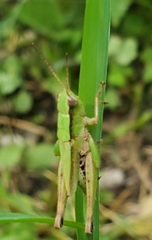 Dichromorpha viridis