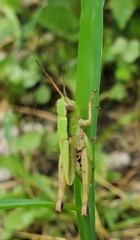 Dichromorpha viridis