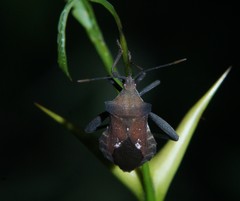 Mozena lurida