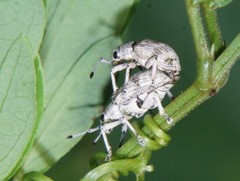 Myllocerina