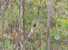 Cynanthus latirostris