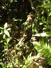 Kaestlea travancorica