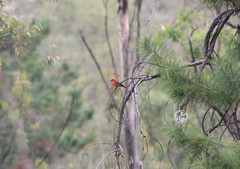 Pyrocephalus rubinus