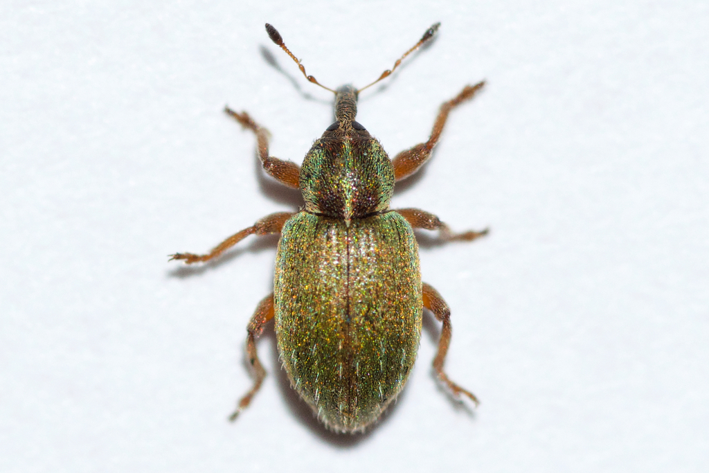 Black-beaked green weevil