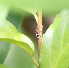 Eotrogaspidia auroguttata