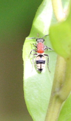 Eotrogaspidia auroguttata