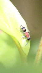 Eotrogaspidia auroguttata