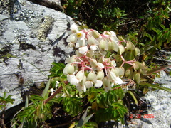 Begonia saxicola, photograph (c) Issao Shinobe, some rights reserved (CC BY)
