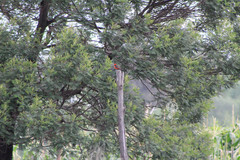 Pyrocephalus rubinus