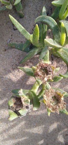 Image of Carpobrotus dimidiatus by (c) Rosemary Harrison, some rights reserved (CC BY-SA)