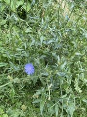 Cichorium intybus