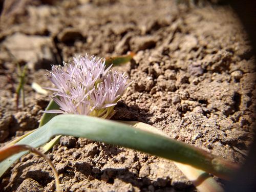 Twinleaf onion (Allium anceps)