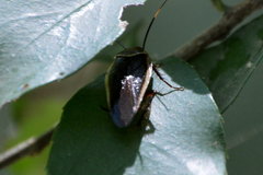 Pseudomops septentrionalis