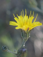 Pilosella arguta
