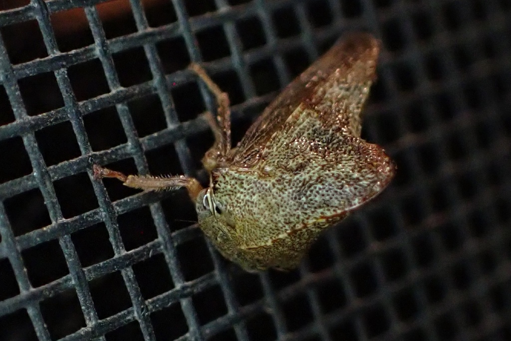 Telonaca ramona