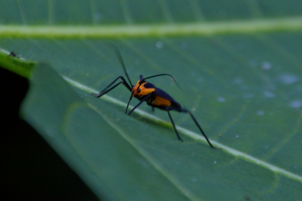 Callichila picticollis