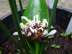 Dracaena phrynioides