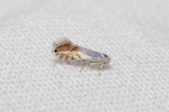 Phyllonorycter clemensella