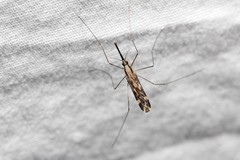 Anopheles punctipennis