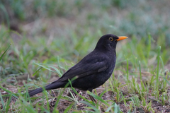 Turdus merula