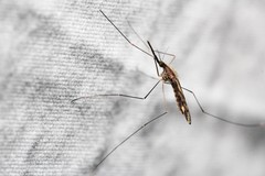 Anopheles punctipennis