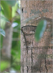 Draco quinquefasciatus