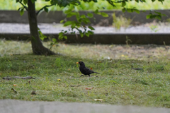 Turdus merula