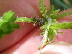 Parethelcus pollinarius