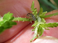 Parethelcus pollinarius