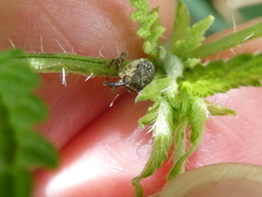 Parethelcus pollinarius