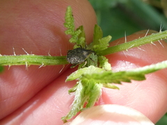 Parethelcus pollinarius