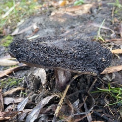 Lepista fibrosissima