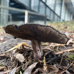 Lepista fibrosissima