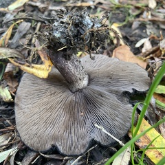 Lepista fibrosissima