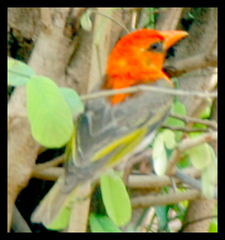 Anaplectes rubriceps