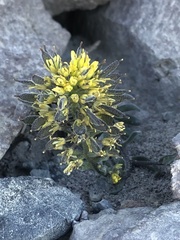 Draba aureola