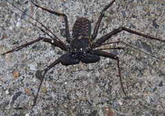 Phrynus whitei