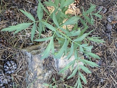 Angelica capitellata