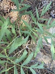 Angelica capitellata