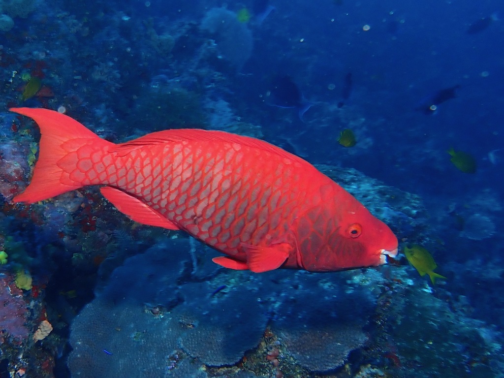 Bluechin Parrotfish