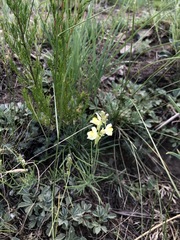 Linaria buriatica