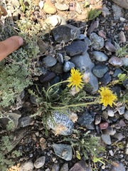 Crepis crocea