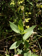 Pycnanthemum californicum