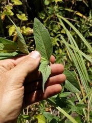 Pycnanthemum californicum