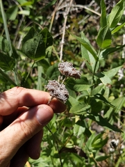 Pycnanthemum californicum