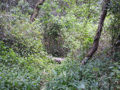 Funambulus sublineatus