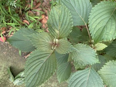 Perilla